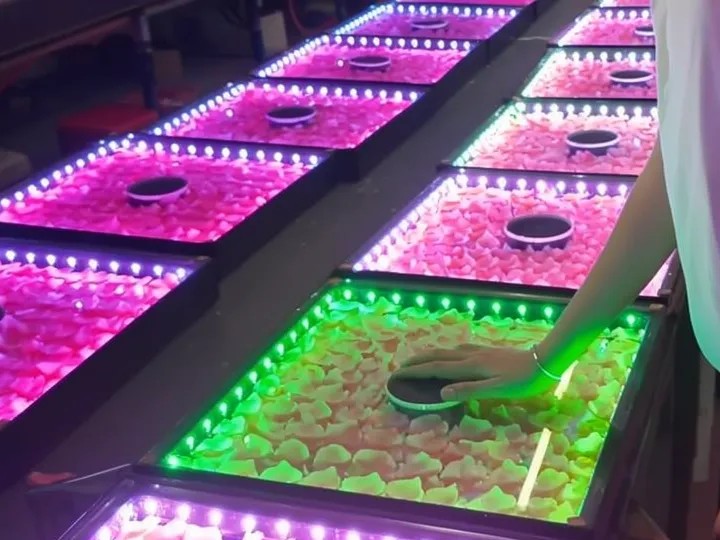 Test du capteur de pression sur une dalle de Piste de danse LED florale interactive avec roses roses et retour lumineux vert.